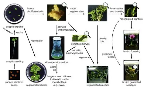 Accumulation of plant material