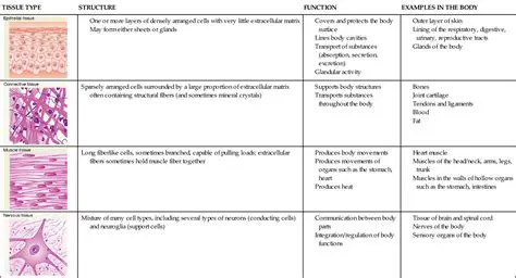 Characteristics of Tissues