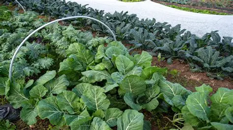 Choose the right vegetables