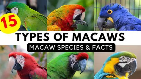 Comparing the masses of different macaw species