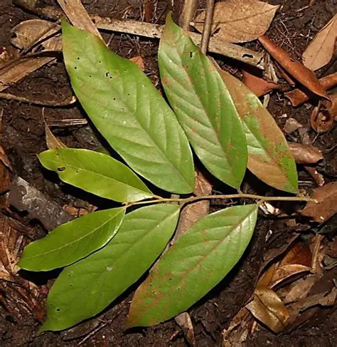 Cryptocarya Ferrea has the lowest INP value