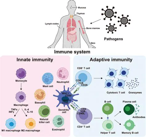 Decreased Function of the Immune System