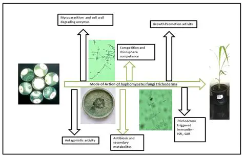 Further research on the mechanism of action of active compounds from Andaliman leaves