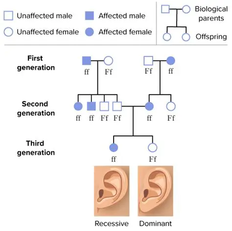 Genetics of Unattached Earlobes and Cleft Chin