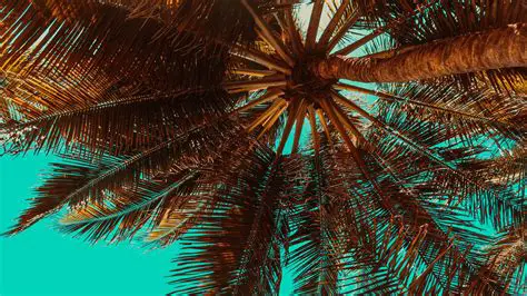 History of Palm Desktop for Windows