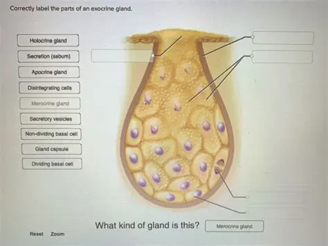 Identifying an Exocrine Gland