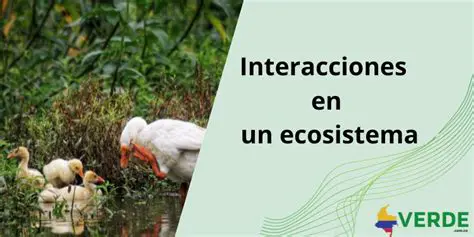 Interacciones entre las fases