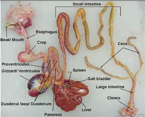 Introduction to Chicken Gizzard Dissection