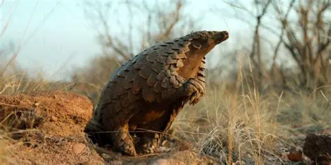 Introduction to The Great Kulu