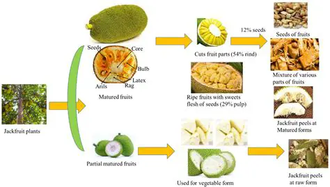 Investigating the effect of different preservatives on the durability of jackfruit wood