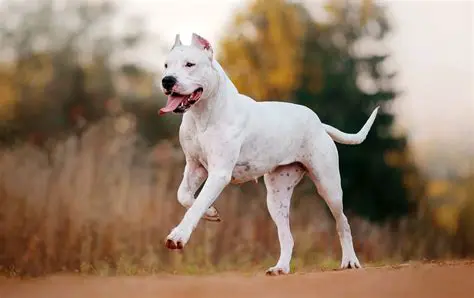 Is Dogo News a Reliable Source? An In-Depth Analysis for Dog Lovers