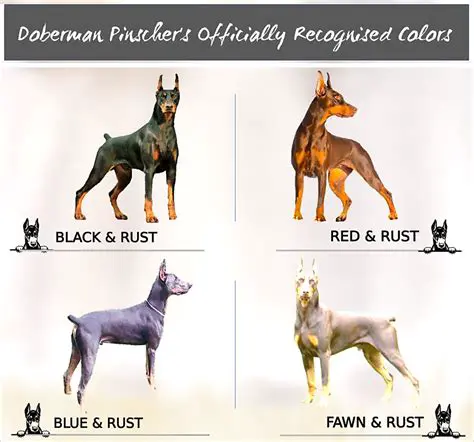Key Features of Doberman BMS