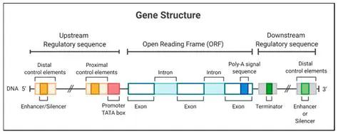 Key Features of Oriens Enhancer