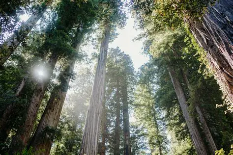 Key Features of Redwood Photo ROES