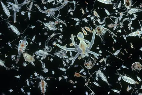 Key Features of SeasideSoft Photo Plankton