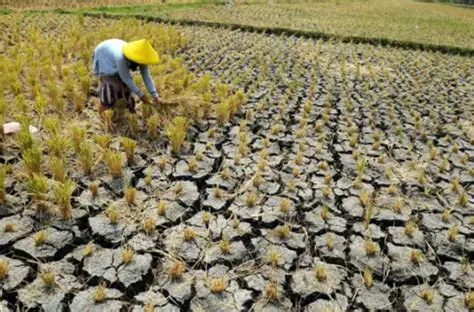 Kurangnya Produksi Pertanian