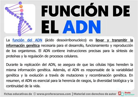 La longitud del ADN humano es un reflejo de la complejidad de la vida