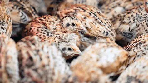 Maximizing the Use of Dutch Eggplant Skin Flour Fermented for the Growth of Quail