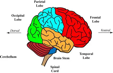 On dorsal side of forebrain