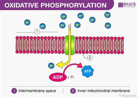 Oxidative phosphorylation is the third and final stage of cellular respiration