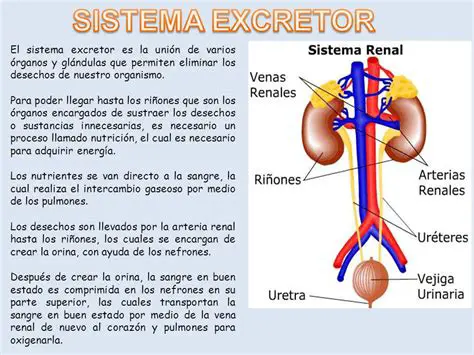 Palabras Relacionadas con el Aparato Excretor