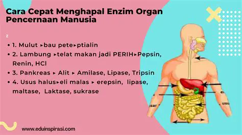 Pengenalan Enzim dan Proses Pencernaan