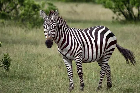 Pense em animais que vivem na savana