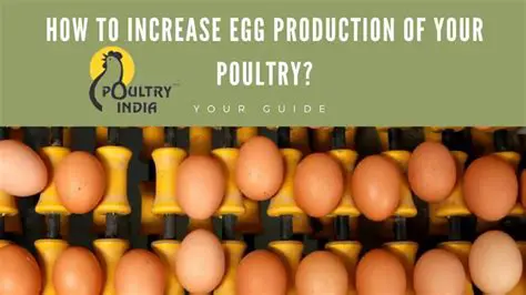 Revealing the Secret to Increase Egg Production with Manure and Starbio Mixtures