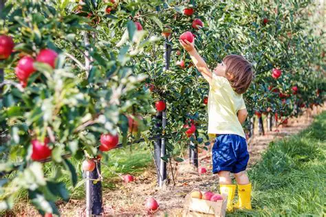 The Challenges of Apple Picking
