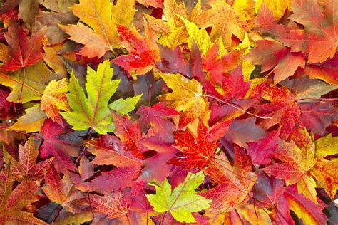 The Color of Leaves in Autumn