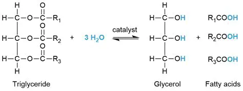 The Effects of Hydrolysis of Coconut Oil on Mice Stamina