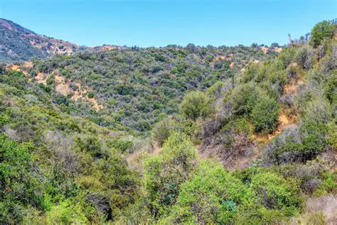 The Importance of Fire in the Chaparral Ecosystem