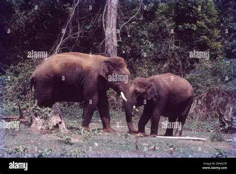 The Importance of Recognised Subspecies