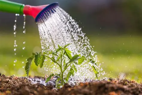 The Importance of Watering Times in Gardening