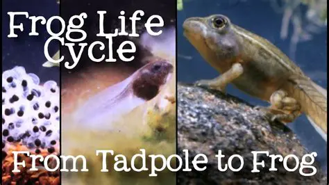 The Main Potential of the Frog Stone