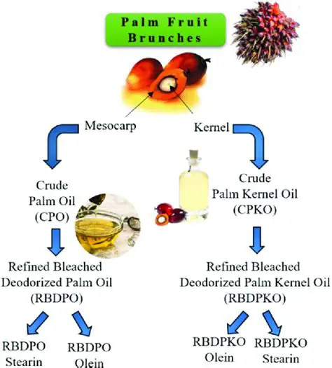The ratio between CPO and RBD P olein shows a significant difference in beta carotene levels