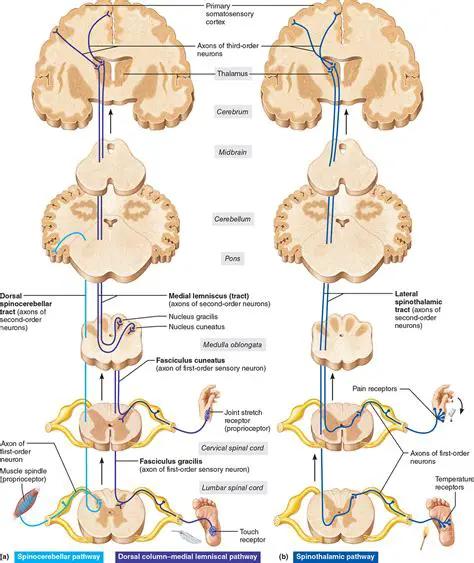 The Role of Tracts in Sensory Information Transmission