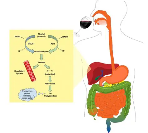 The Science Behind Alcohol Metabolism
