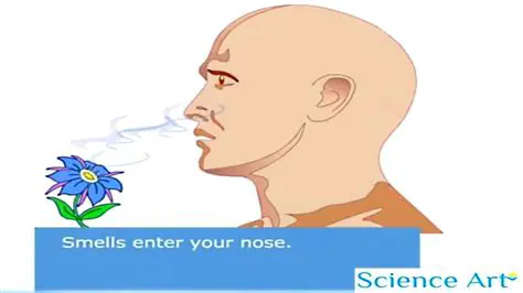 Understanding Odor Production