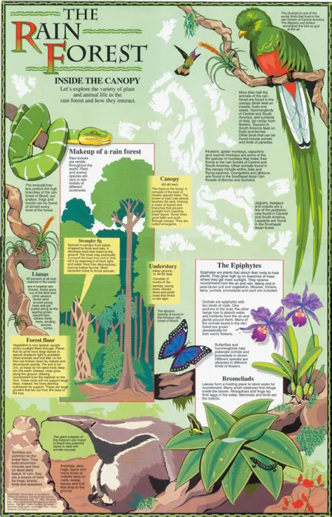 Understanding the Rainforest Canopy
