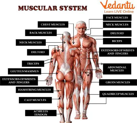 Understanding the Role of Muscles in the Communication Path