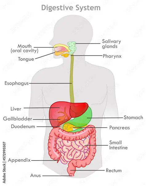 Why the Mouth and Digestive System are Involved